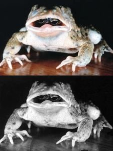 frog-congenital-deformity-scientific-research-urdu